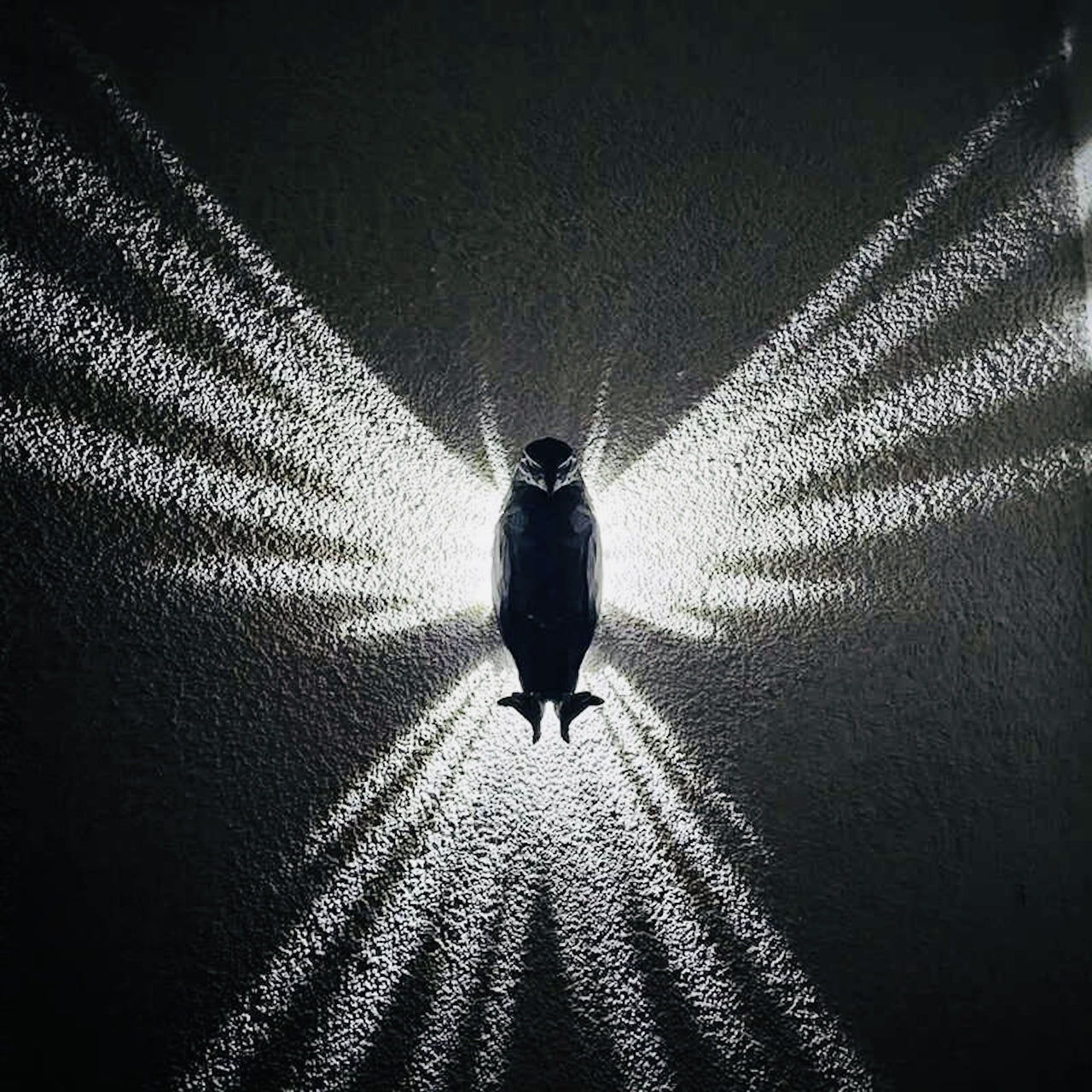 Bald Eagle Wall Light β Wireless 3D Shadow Lamp with Remote Control